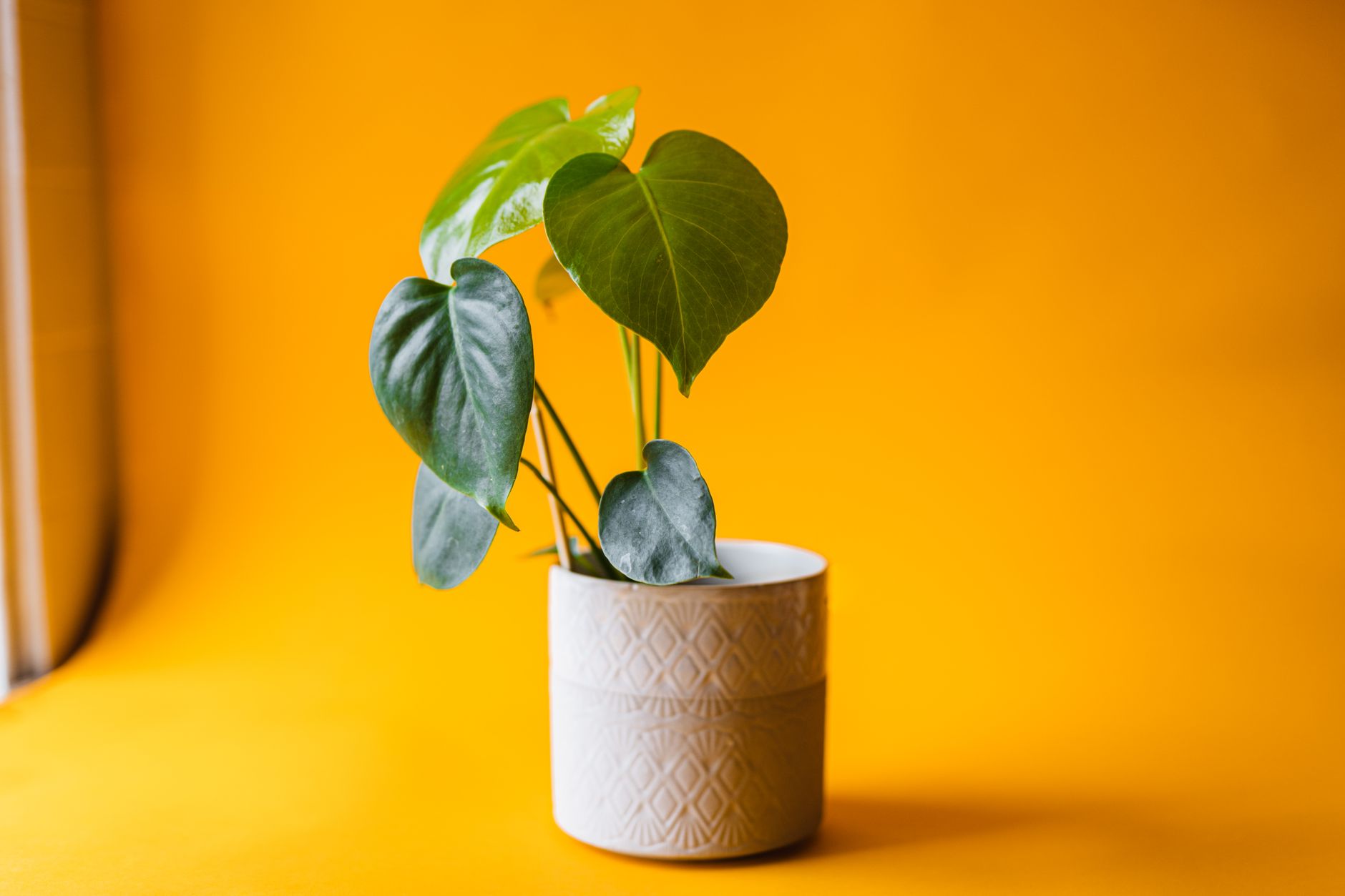 Izbová rastlina Monstera deliciosa v kvetináči