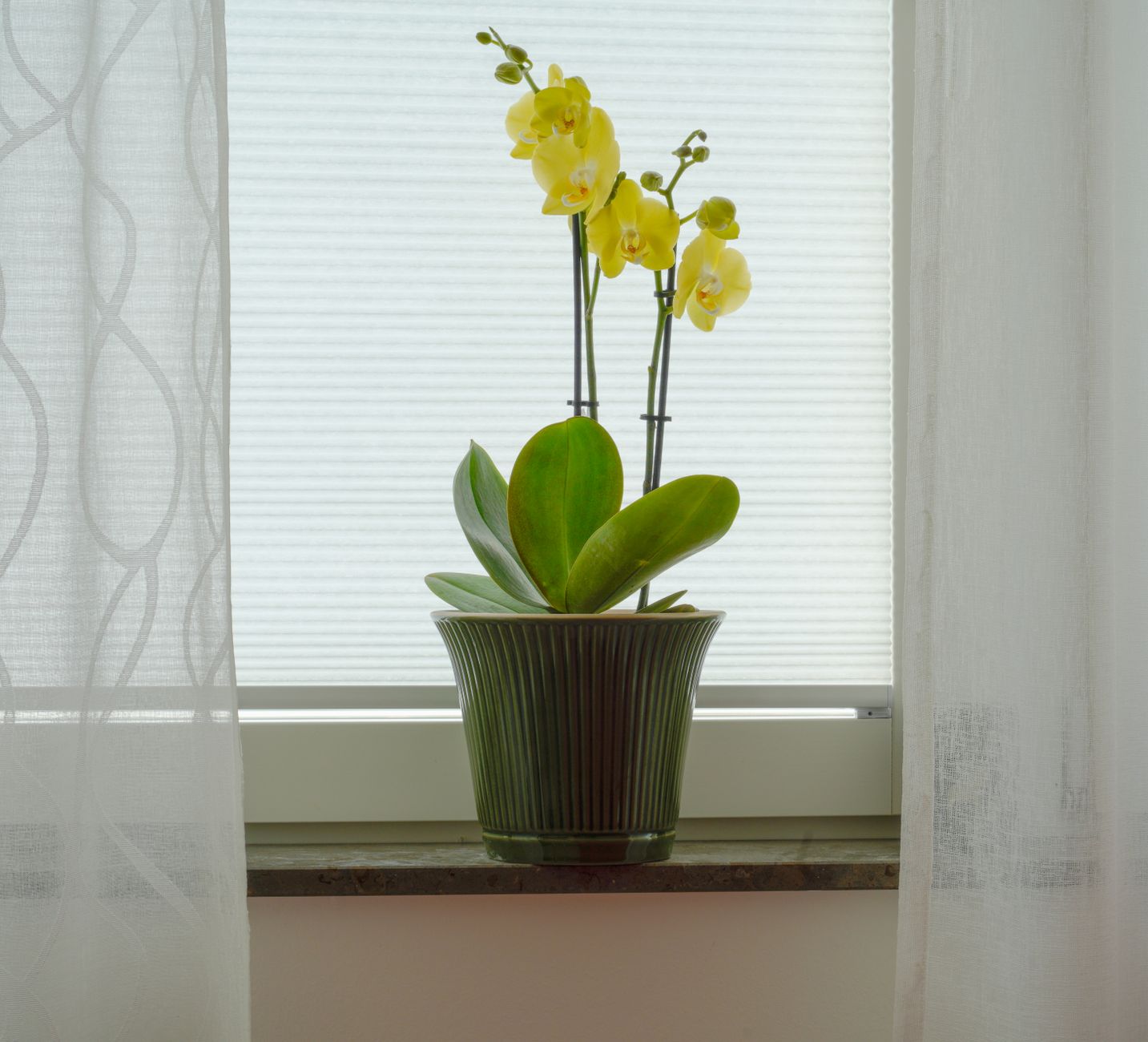 Orchidea Phalaenopsis v keramickom kvetináči